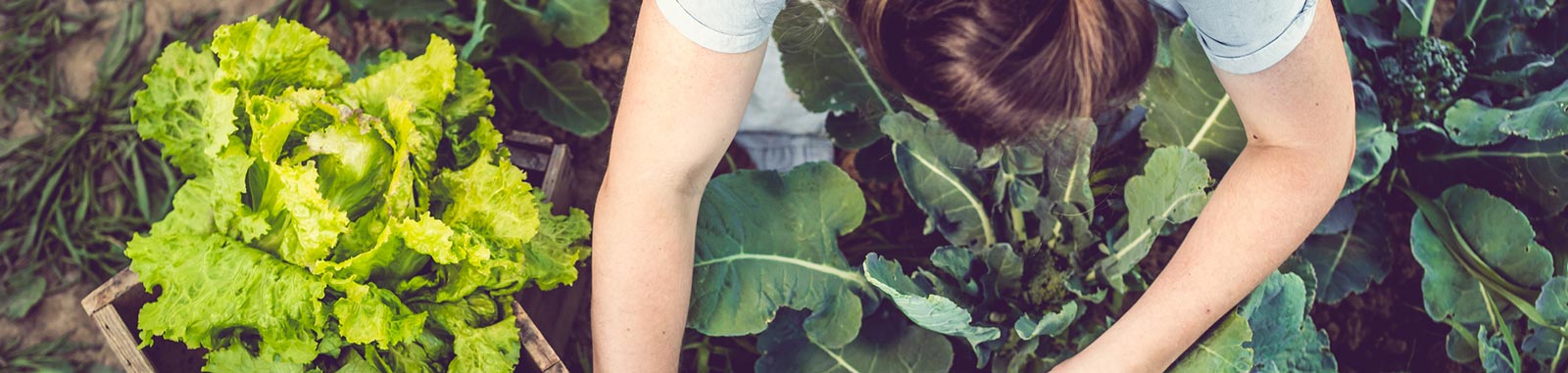 Young woman working with crops