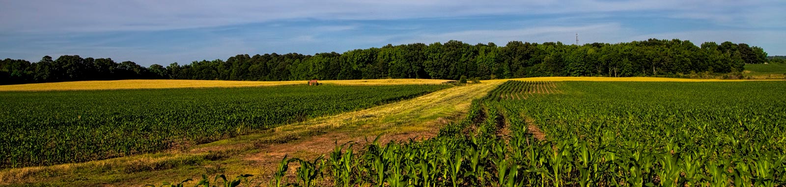 Alabama field